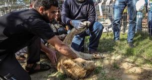 Zoo Violently Declaws 14-Month-Old Lioness So Visitors Can Play With Her Zoo Violently Declaws 14-Month-Old Lioness So Visitors Can Play With Her