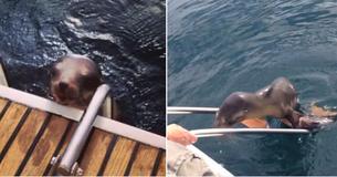 Injured Baby Sea Lion Turns To Humans For Help After Getting Injured From An Attack Injured Baby Sea Lion Turns To Humans For Help After Getting Injured From An Attack
