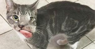 Everyone Refused To Adopt This Cat Due To Her Face Until She Gets A Brand New Smile Everyone Refused To Adopt This Cat Due To Her Face Until She Gets A Brand New Smile