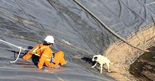 Workers Save Puppy And Its Mother From Water Pit Workers Save Puppy And Its Mother From Water Pit