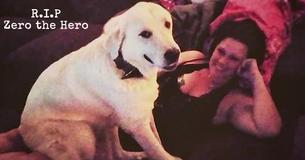 Dog Takes Down Gunman And Saves Teens At Birthday Party Before Getting Shot Three Times And Losing His Life Dog Takes Down Gunman And Saves Teens At Birthday Party Before Getting Shot Three Times And Losing His Life