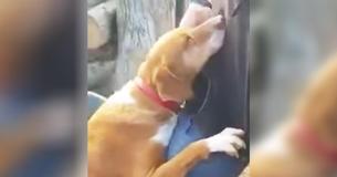 Journalist Visits Animal Shelter For Covering A Story - Then A Dog Hugs His Legs And Refuses To Let Him Go Journalist Visits Animal Shelter For Covering A Story - Then A Dog Hugs His Legs And Refuses To Let Him Go