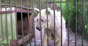 Lonely Bear Was Captured Alone In A Rusty Cage For 30 Years But Look At Her When She Is Finally Freed Lonely Bear Was Captured Alone In A Rusty Cage For 30 Years But Look At Her When She Is Finally Freed