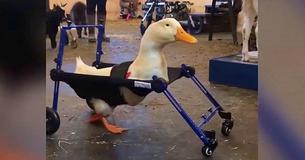 Disabled Duck Finally Takes First Steps With A Custom Designed Wheelchair Disabled Duck Finally Takes First Steps With A Custom Designed Wheelchair