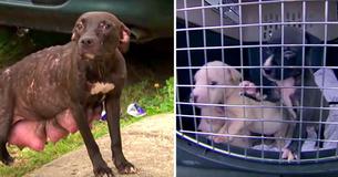 Injured Mother Dog Puts Her Fear Aside And Looks For Help For Her Puppies, Leading Rescuers To Them Injured Mother Dog Puts Her Fear Aside And Looks For Help For Her Puppies, Leading Rescuers To Them