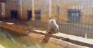Activists Are Outraged As Photos Reveal Animals Abandoned For Months In Closed-Down, Spanish Zoo Activists Are Outraged As Photos Reveal Animals Abandoned For Months In Closed-Down, Spanish Zoo