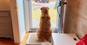 Dog Falls Deeply In Love With The Local Mailmen So Mom Starts Recording Their Daily Routine Dog Falls Deeply In Love With The Local Mailmen So Mom Starts Recording Their Daily Routine