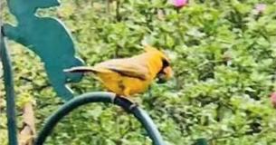 This Woman Spotted A Beautiful Rare Yellow Cardinal In Her Backyard And Her Pictures Are Going Viral This Woman Spotted A Beautiful Rare Yellow Cardinal In Her Backyard And Her Pictures Are Going Viral