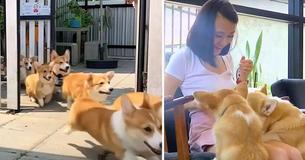 This Corgi Cafe Actually Exists, And It’s The Cutest Way To Get Your Coffee Fix This Corgi Cafe Actually Exists, And It’s The Cutest Way To Get Your Coffee Fix