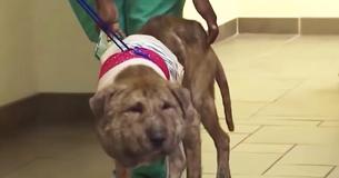 Rescuers Find Dog With Shoelace Tied Around Neck Looks Unrecognizable After Recovery Rescuers Find Dog With Shoelace Tied Around Neck Looks Unrecognizable After Recovery