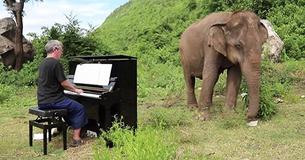 Mistreated 80-Year-Old Elephant Can't Hold Back Tears When Man Plays Piano For Her Mistreated 80-Year-Old Elephant Can't Hold Back Tears When Man Plays Piano For Her