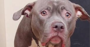 Viral Video Shows Dog's Heartbreak The Moment She Realizes She's Been Abandoned Viral Video Shows Dog's Heartbreak The Moment She Realizes She's Been Abandoned