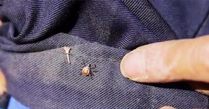 Experts Claim That Wet And Dreary Weather Could Lead To A Big Tick Season This Year Experts Claim That Wet And Dreary Weather Could Lead To A Big Tick Season This Year