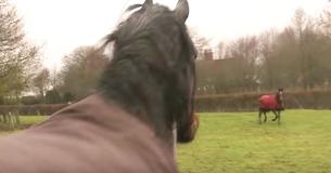 Cavalo se reencontra com velho amigo após 4 anos, até mesmo sua dona ficou emocionada com suas reações Cavalo se reencontra com velho amigo após 4 anos, até mesmo sua dona ficou emocionada com suas reações