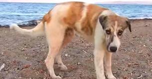 Abandoned Dog Chases People’s Cars, Desperate For Someone To Love Her Abandoned Dog Chases People’s Cars, Desperate For Someone To Love Her