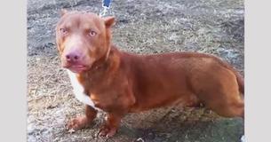A Pit Bull Got A Dachshund Pregnant And Their Puppy Is Adorable A Pit Bull Got A Dachshund Pregnant And Their Puppy Is Adorable