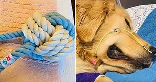 Dog Owner Shares Devastating Warning About Rope Toys After Her Golden Retriever Passes Away Dog Owner Shares Devastating Warning About Rope Toys After Her Golden Retriever Passes Away