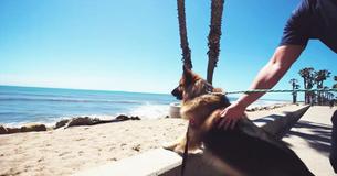 Dog Chained Up His Whole Life Sees Ocean, Catches Rescuer Off Guard With Reaction That Goes Viral Dog Chained Up His Whole Life Sees Ocean, Catches Rescuer Off Guard With Reaction That Goes Viral