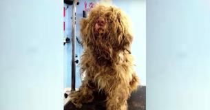 She Puts Abandoned Dog In Car And Takes Him To Groomer At 12AM To Shear Off 2 Years Of Matted Fur She Puts Abandoned Dog In Car And Takes Him To Groomer At 12AM To Shear Off 2 Years Of Matted Fur