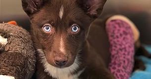 Super Rare Puppy With Fascinating Blue Eyes Couldn't Be Sold With Broken Leg, Ends Up At Shelter Super Rare Puppy With Fascinating Blue Eyes Couldn't Be Sold With Broken Leg, Ends Up At Shelter