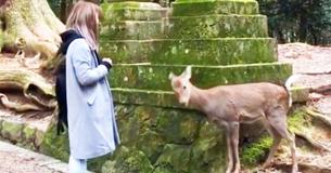 Courteous Deer Adorably Bows For Treats Courteous Deer Adorably Bows For Treats