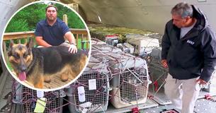 92 Military K9s Are Coming Back Home After Serving In Afghanistan 92 Military K9s Are Coming Back Home After Serving In Afghanistan