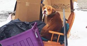 Dog Abandoned With The Trash Found Trying To Keep Warm On An Old Chair Dog Abandoned With The Trash Found Trying To Keep Warm On An Old Chair