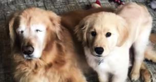 Blind Golden Retriever Gets His Own Seeing Eye Puppy, And The Two Become Inseparable BFFs Blind Golden Retriever Gets His Own Seeing Eye Puppy, And The Two Become Inseparable BFFs
