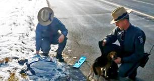 Un camionneur appelle le 911 après avoir vu 2 beagles se faire jeter d'un véhicule sur l'autoroute Un camionneur appelle le 911 après avoir vu 2 beagles se faire jeter d'un véhicule sur l'autoroute