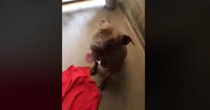 Heartbreak After Shelter Tells Family They Euthanized Dog. One Day After, Told She's Alive Heartbreak After Shelter Tells Family They Euthanized Dog. One Day After, Told She's Alive