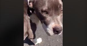 Emaciated Dog Covered In Ticks Was Close To Death Before Samaritan Found Her, Says Shelter Emaciated Dog Covered In Ticks Was Close To Death Before Samaritan Found Her, Says Shelter