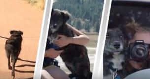 Couple Finds Stray Pup During Road Trip And Refuse To Leave Her Behind Couple Finds Stray Pup During Road Trip And Refuse To Leave Her Behind