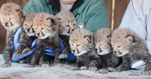 Metro Richmond Zoo Welcomes Cheetah Septuplets: It’s An Extraordinary 1 Percent Chance Metro Richmond Zoo Welcomes Cheetah Septuplets: It’s An Extraordinary 1 Percent Chance