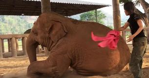 Lady Sings To Elephant, Heartwarming Response Blows Internet Away Lady Sings To Elephant, Heartwarming Response Blows Internet Away