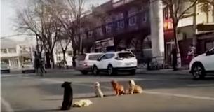 4 Dogs Block Traffic, Then Drivers Realize They're Protecting Body Of A Friend Hit By A Car 4 Dogs Block Traffic, Then Drivers Realize They're Protecting Body Of A Friend Hit By A Car