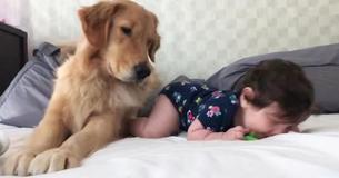 Golden Retriever Preciously Babysits Little Girl Golden Retriever Preciously Babysits Little Girl