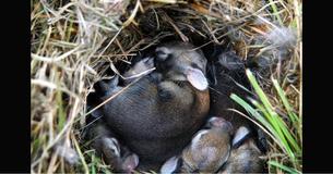 If You Find A Nest Of Baby Bunnies, This Is Exactly What You Should Do If You Find A Nest Of Baby Bunnies, This Is Exactly What You Should Do