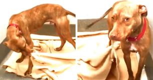 Un chien de refuge surprend les travailleurs lorsqu'il commence à faire son lit et la vidéo devient rapidement virale Un chien de refuge surprend les travailleurs lorsqu'il commence à faire son lit et la vidéo devient rapidement virale