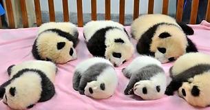There's A Panda Daycare Facility And It's Open To Visitors There's A Panda Daycare Facility And It's Open To Visitors