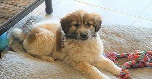 Owl Grabs 12-Week-Old Puppy From Foster Home’s Backyard And Lets Her Fall Onto Golf Court Owl Grabs 12-Week-Old Puppy From Foster Home’s Backyard And Lets Her Fall Onto Golf Court