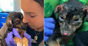 Puppy Found Covered In Chemical Burns And Abandoned In Trash Is Recovering, Thanks To Local Rescue Puppy Found Covered In Chemical Burns And Abandoned In Trash Is Recovering, Thanks To Local Rescue