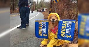 Dog Spends His Monday Cheering On Participants Of Boston Marathon Dog Spends His Monday Cheering On Participants Of Boston Marathon