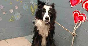 Betrayal – Family Abandons 17-Year-Old Dog At Shelter Because She’s ‘Too Old' Betrayal – Family Abandons 17-Year-Old Dog At Shelter Because She’s ‘Too Old'