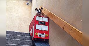 Dog With Arthritis Has Difficulties On Stairs So Owner Comes Up With Cutest Solution. Dog With Arthritis Has Difficulties On Stairs So Owner Comes Up With Cutest Solution.