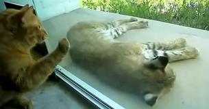 House Cat Spots A Wild Bobcat Asleep On His Porch, Their Reactions Are Hilarious House Cat Spots A Wild Bobcat Asleep On His Porch, Their Reactions Are Hilarious