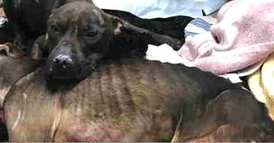 Pit Bull Comforts Dying Friend After Years Of Dogfights And Abuse Pit Bull Comforts Dying Friend After Years Of Dogfights And Abuse