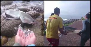 Hero Surfers Find Baby Great White Shark Stranded On Land And Refuse To Let Him Die Hero Surfers Find Baby Great White Shark Stranded On Land And Refuse To Let Him Die