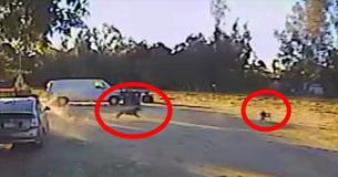 After Small Dog Is Captured By A Coyote, The Neighbor's Rottweiler Springs Into Action! After Small Dog Is Captured By A Coyote, The Neighbor's Rottweiler Springs Into Action!