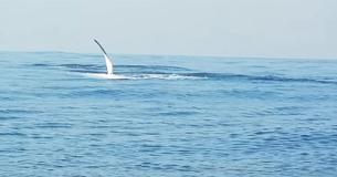 Man Films Fin Pop Out Of The Ocean - But The Next Moment Is Truly Once-In-A-Lifetime Man Films Fin Pop Out Of The Ocean - But The Next Moment Is Truly Once-In-A-Lifetime