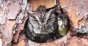 Unlikely 'Mom' Keeps Eye On Duck Egg Until He Safely Hatches Unlikely 'Mom' Keeps Eye On Duck Egg Until He Safely Hatches
